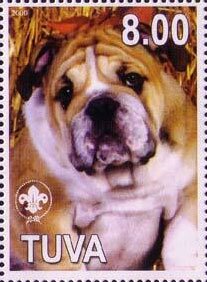 Dogs - Bulldog