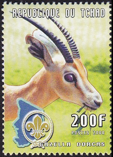 Dorcas Gazelle (Gazella dorcas)