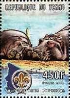 Hippopotamus (Hippopotamus amphibius)