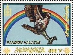Osprey (Pandion haliaetus)