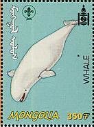 Whale