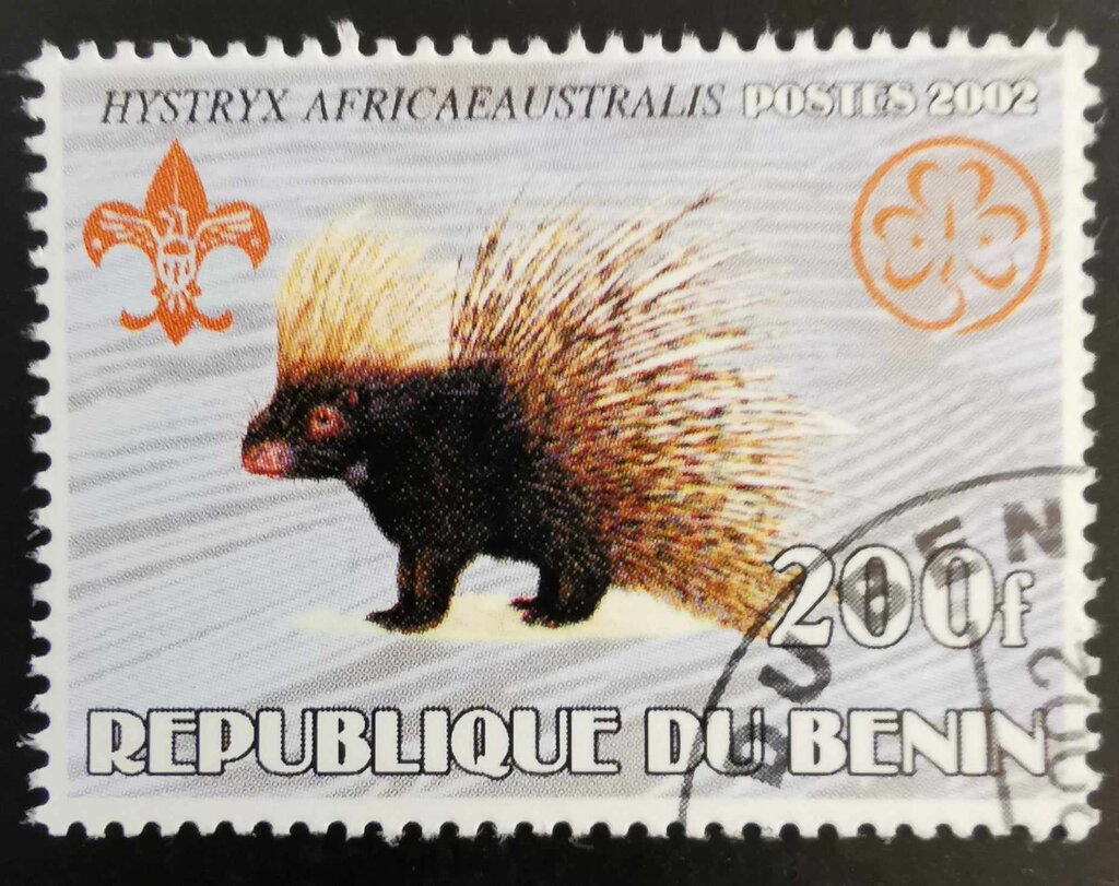 Cape Porcupine (Hystrix africaeaustralis)