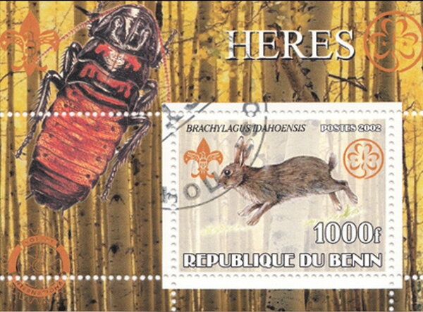 Heres Hares Rabbits