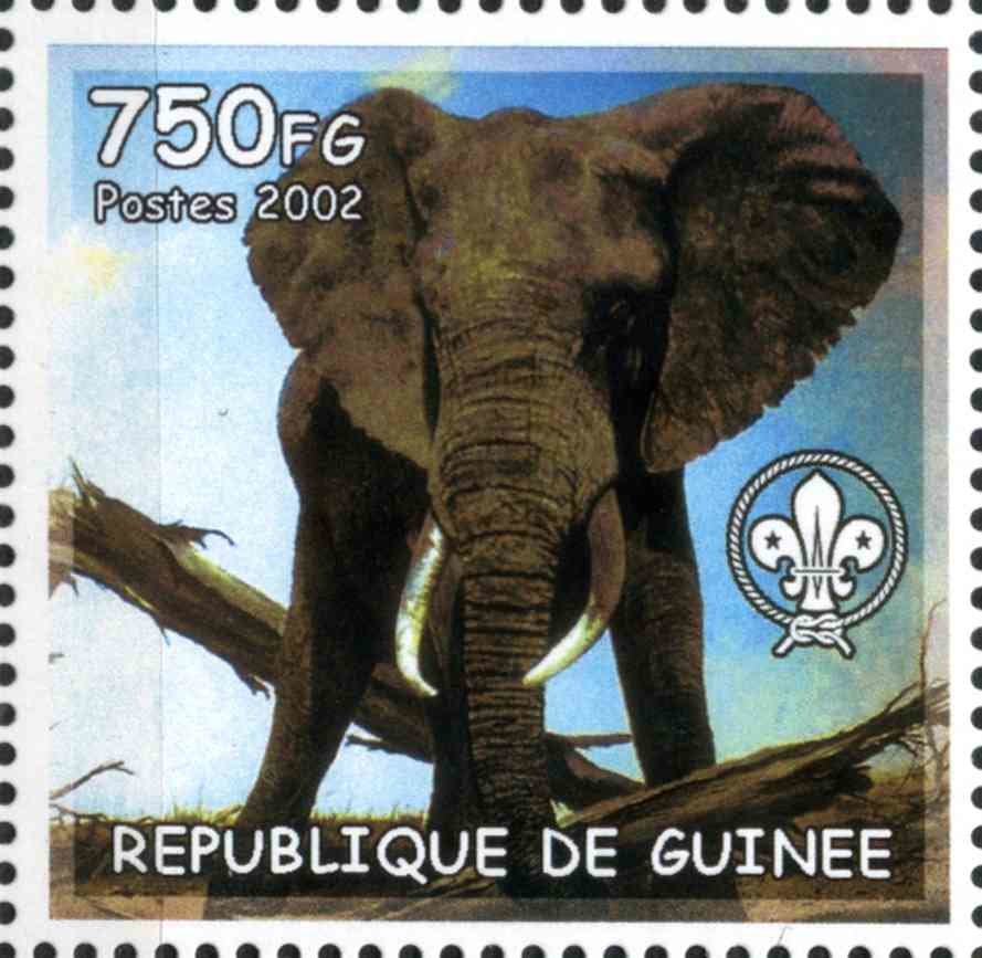 Elephant