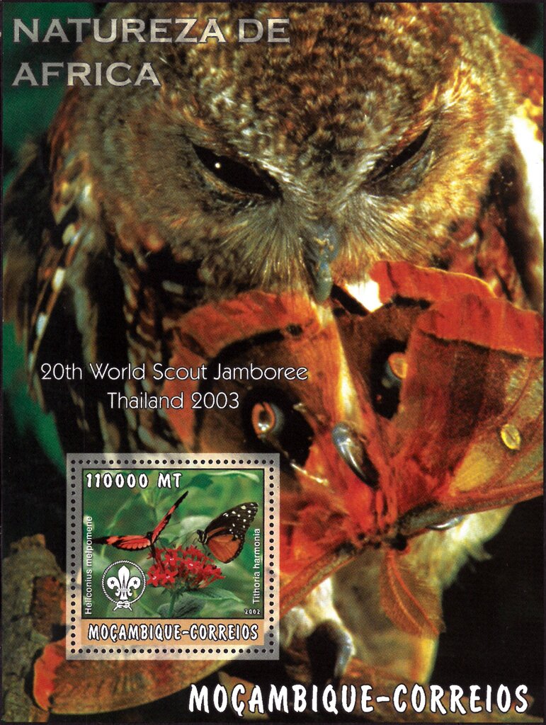Nature of Africa Owl and Butterflies