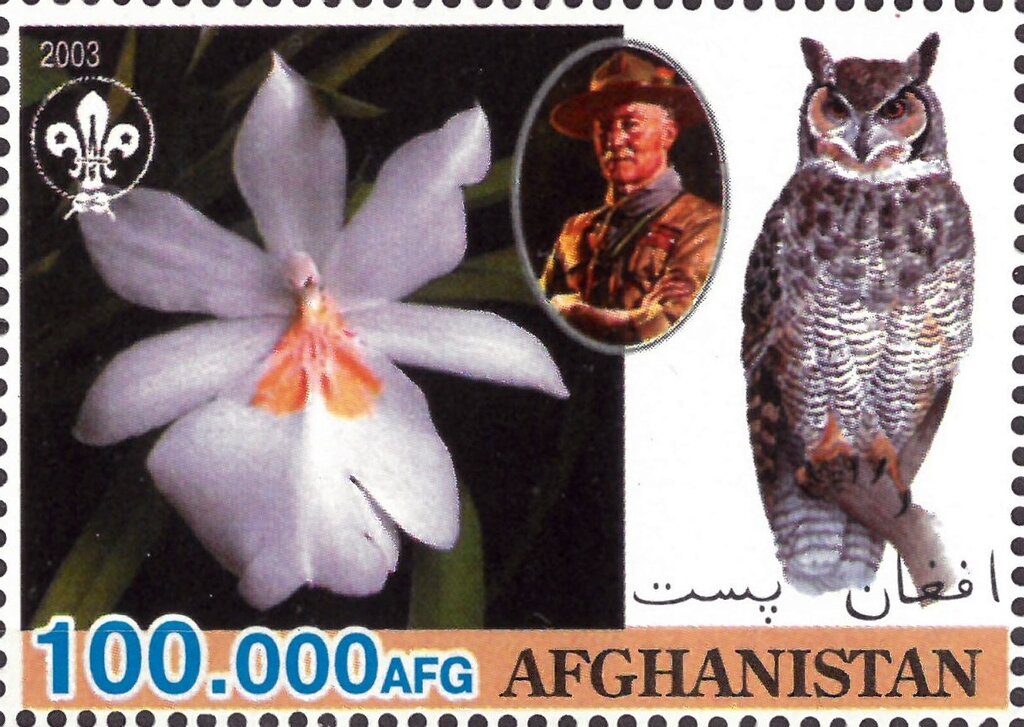 Orchids & Owls