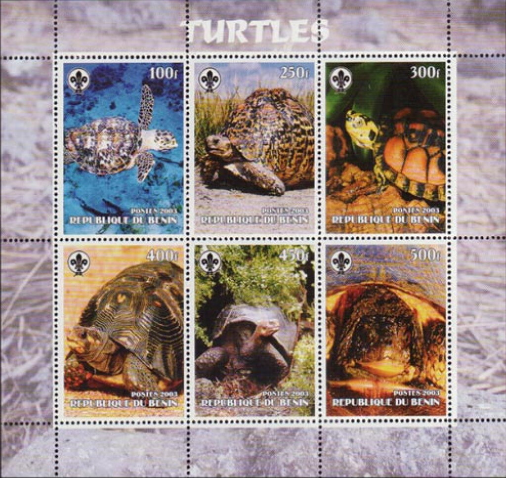 Turtles