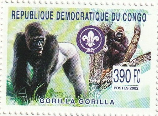 Western Gorilla (Gorilla gorilla)