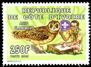 Short-eared Owl (Asio flammeus)