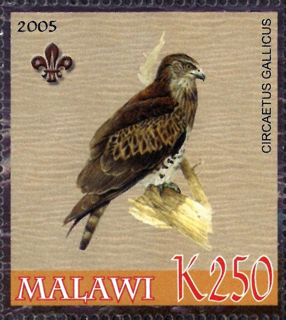 Circaetus gallicus