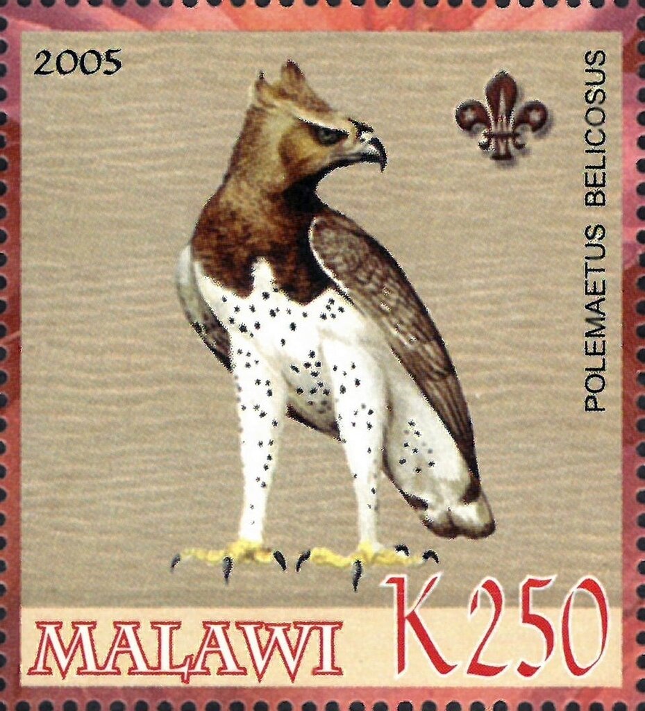 Polemaetus belicosus