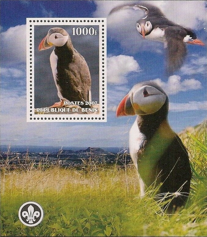 Puffins
