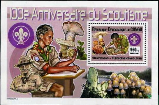 Scout and Rubensces congolensis