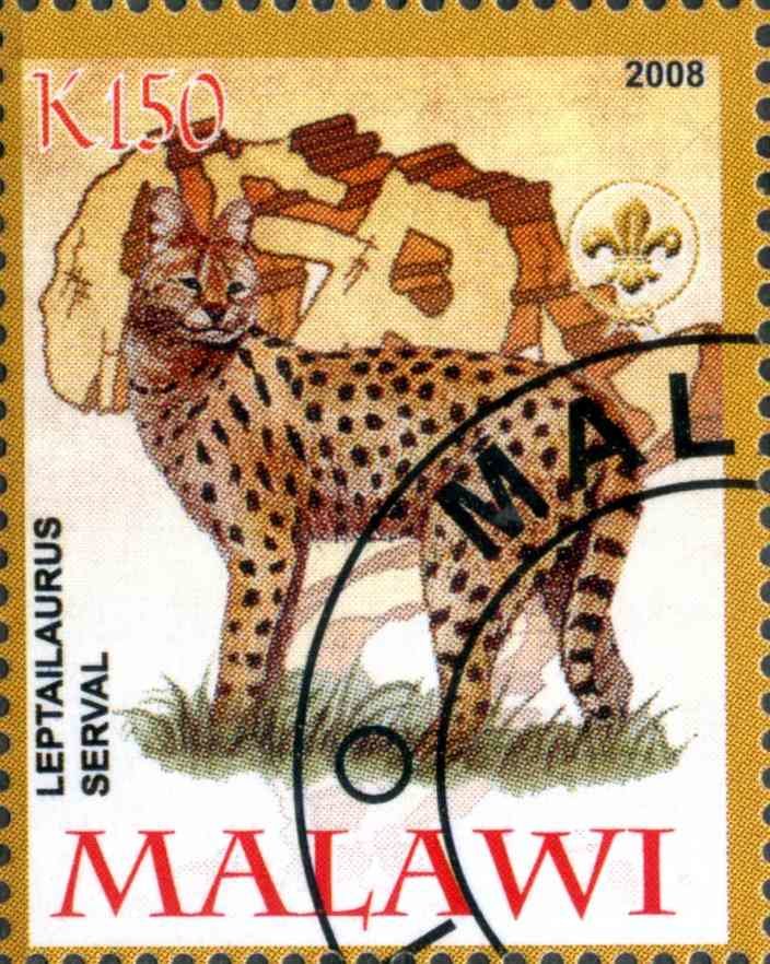 Leptailaurus Serval