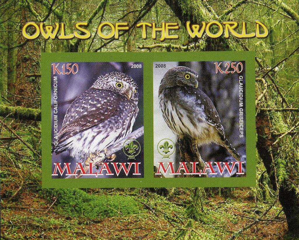 Owls of the World