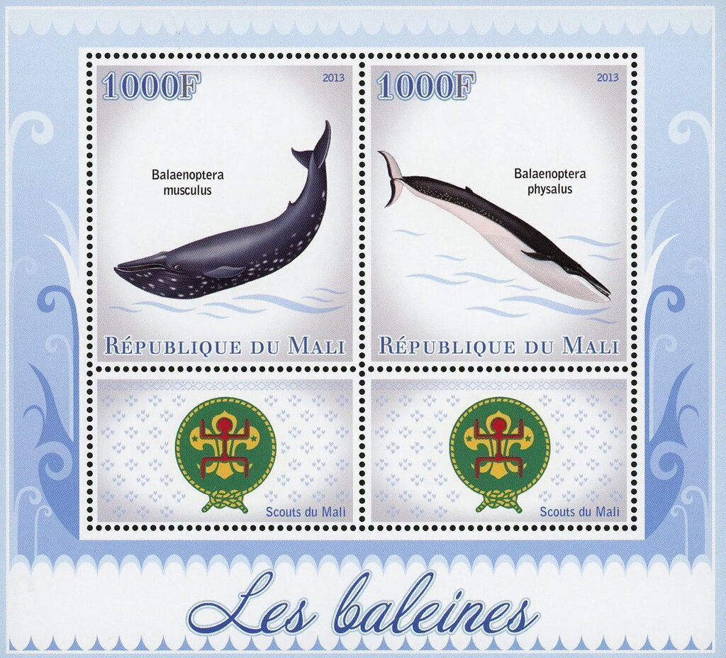 Whales