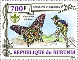 Scouting and butterflies, Chrysiridia rhipheus